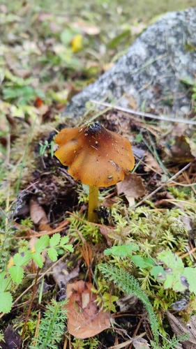 Witch's Hat