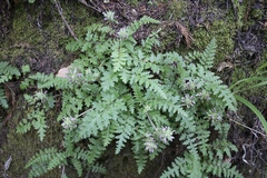 Pedicularis dudleyi