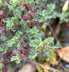 Pelargonium abrotanifolium, photograph (c) Dave U, some rights reserved (CC BY-SA)
