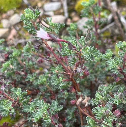 Pelargonium abrotanifolium