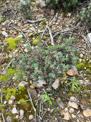Pelargonium abrotanifolium, photograph (c) Dave U, some rights reserved (CC BY-SA)