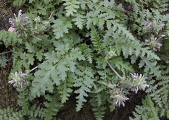 Pedicularis dudleyi
