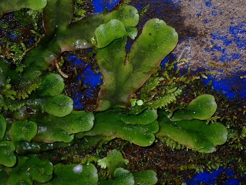 Dumortier's Liverwort