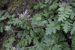 Pedicularis dudleyi
