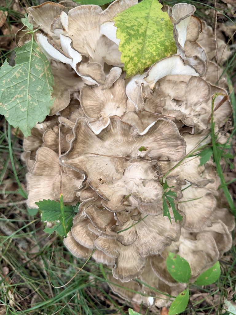 hen of the woods · September 2026 · photo: Photo: (c) Mark Holmes, some rights reserved (CC BY-SA) · iNaturalist