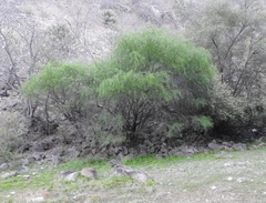 Prosopis laevigata