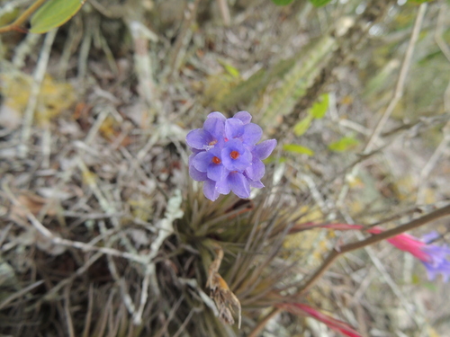 Tillandsia aeranthos, photograph 1