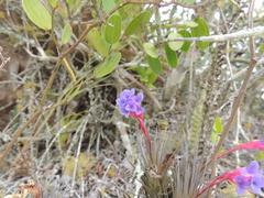 Tillandsia aeranthos, photograph (c) William G. Borges, some rights reserved (CC BY)