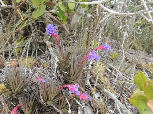 Tillandsia aeranthos, photograph 3