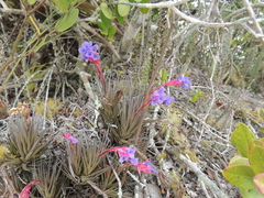 Tillandsia aeranthos, photograph (c) William G. Borges, some rights reserved (CC BY)