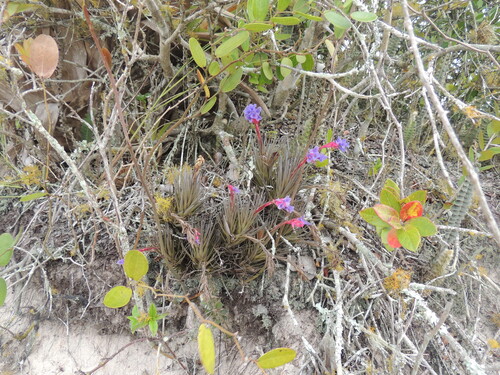Tillandsia aeranthos, photograph 2