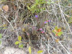 Tillandsia aeranthos, photograph (c) William G. Borges, some rights reserved (CC BY)