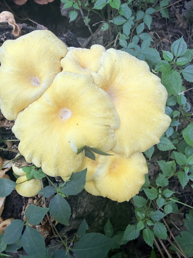Golden Oyster Mushroom · September 2026 · photo: Photo: (c) Mark Holmes, some rights reserved (CC BY-SA) · iNaturalist