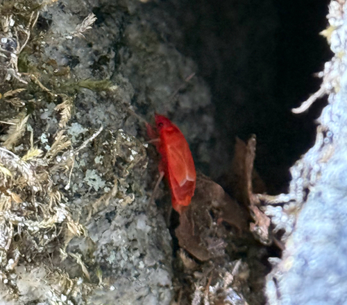European Firebug