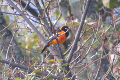 Icterus icterus