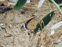 Danaus chrysippus