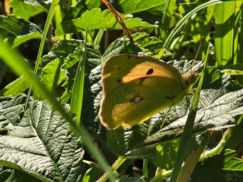 Clouded Yellow