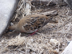 Zenaida galapagoensis
