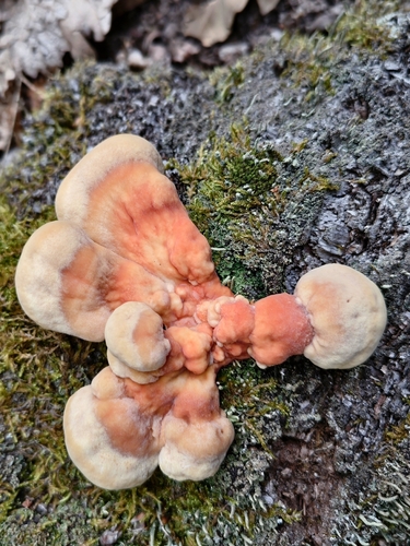 chicken of the woods