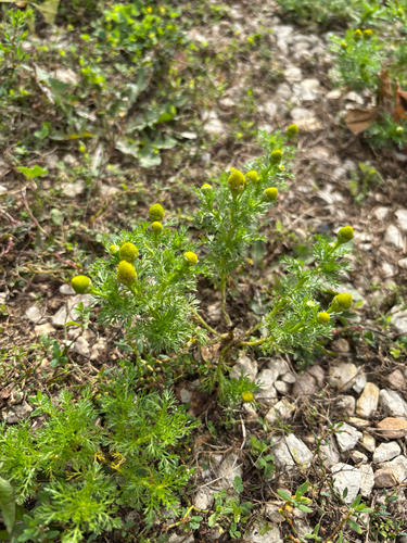 pineapple-weed