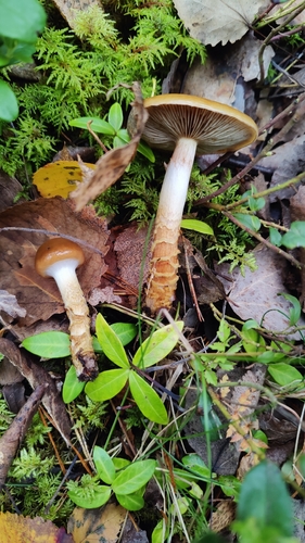 girdled webcap