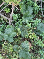 (c) C. Oppermann, some rights reserved (CC BY-SA) Rubus chamaemorus, photograph (c) C. Oppermann, some rights reserved (CC BY-SA)