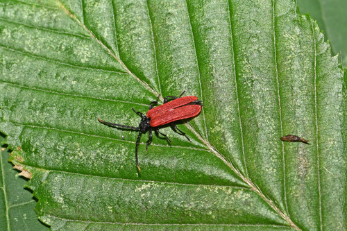Platycis minutus