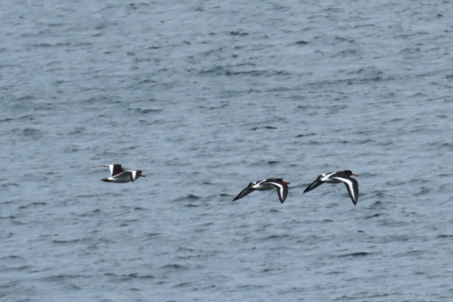 Eurasian Oystercatcher