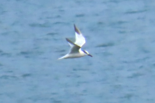 Sandwich Tern