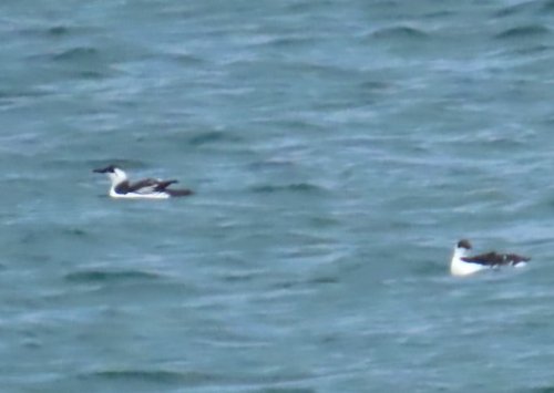 Common Murre