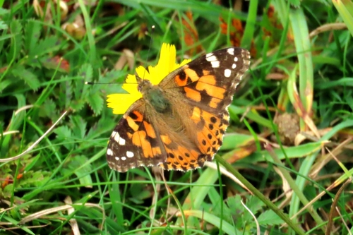 Painted Lady