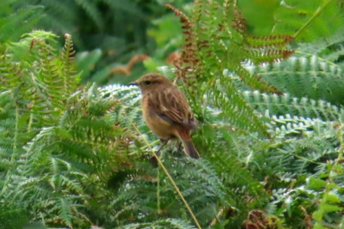 European Stonechat