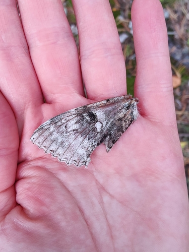 Blue Underwing