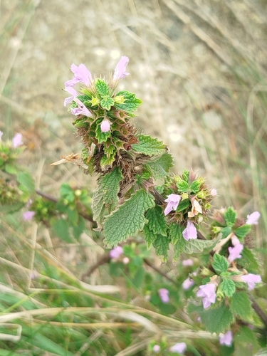 Black horehound