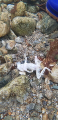 Rana huanrensis