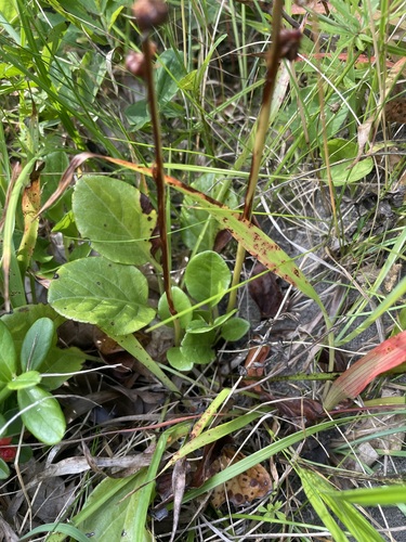 Pyrola rotundifolia, photograph 3