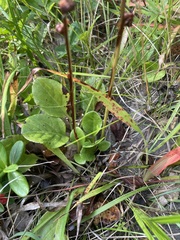 Pyrola rotundifolia, photograph (c) C. Oppermann, some rights reserved (CC BY-SA)