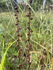 Pyrola rotundifolia, photograph (c) C. Oppermann, some rights reserved (CC BY-SA)