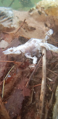 Rana huanrensis