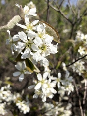 Amelanchier interior