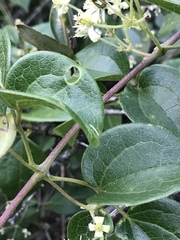 Clematis haenkeana