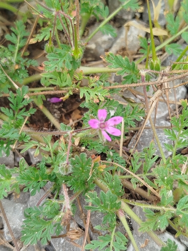 Redstem Stork's-bill