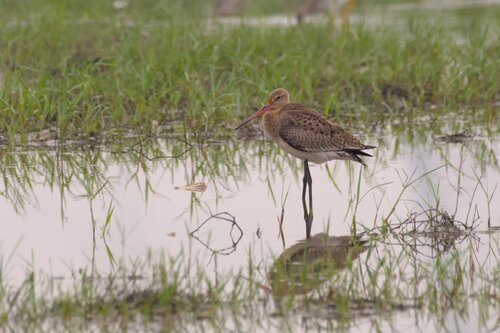Black-tailed Godwit