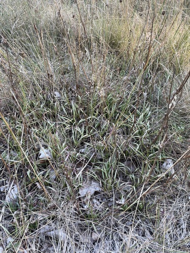 Viscaria vulgaris, photograph 6