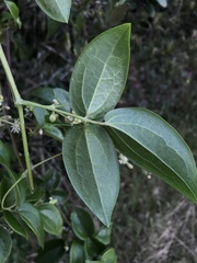Clematis haenkeana
