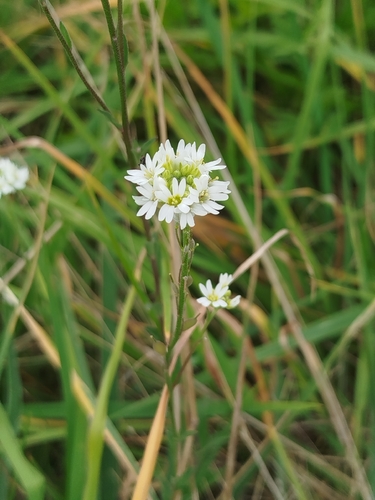 hoary alyssum