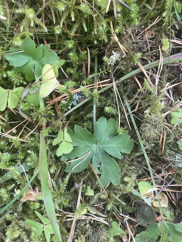 Sanicula europaea