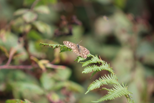 Speckled Wood