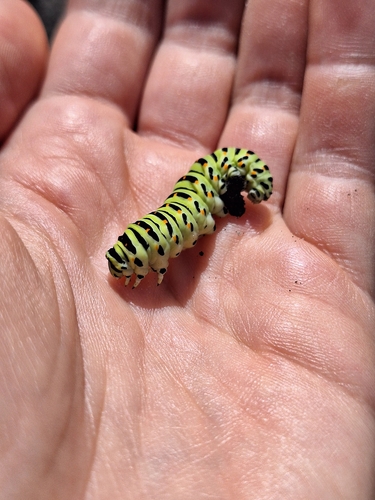 Old World Swallowtail