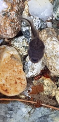 Rana huanrensis